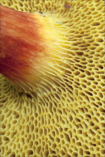 Redefining Regional Politics: The Rise of Local Leaders in India