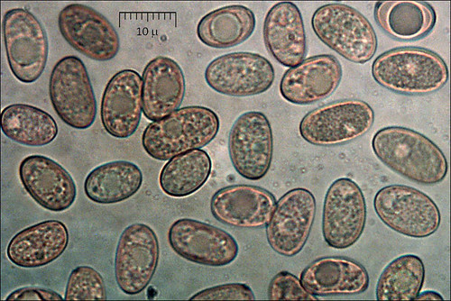 Rethinking Regional Politics: An In-Depth Analysis of Campaign Strategies in Southern India