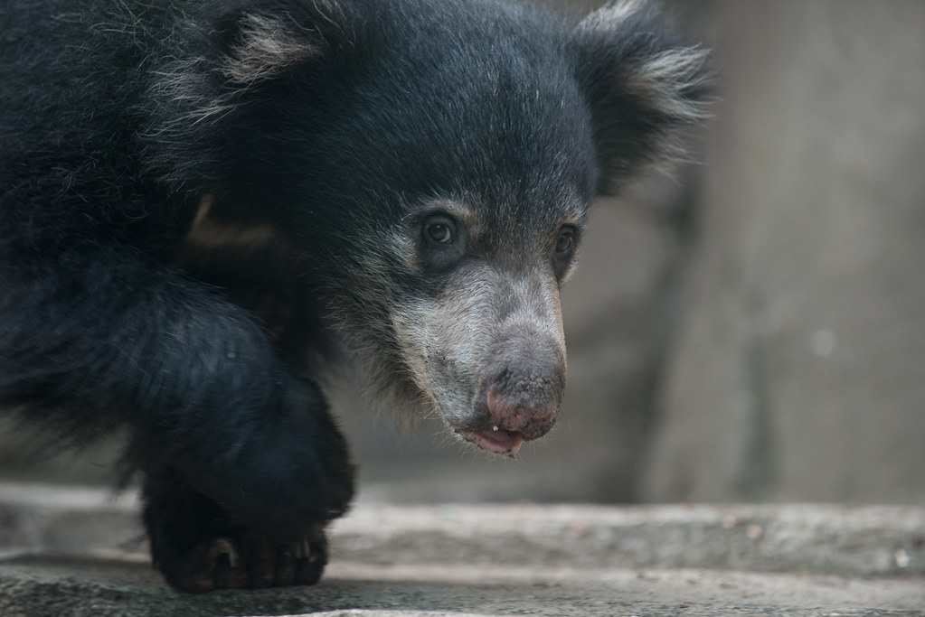 Regional Politics in India: An Analysis of the Recent State Elections