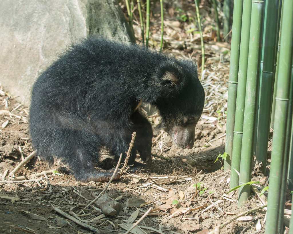 Regional Politics in India: An Analysis of the Upcoming Assembly Elections