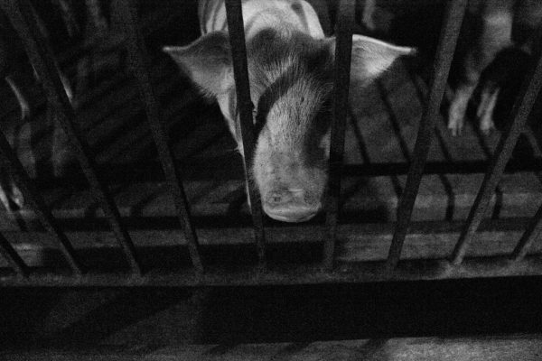 Nagaland Government Supports Football Infrastructure Development