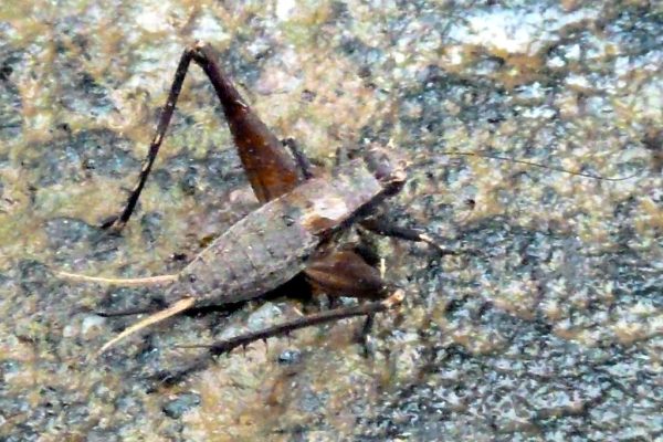 Karnataka Cricket Association Faces Election Conundrum Again