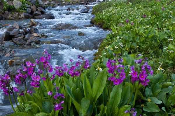 Fresh Perspectives Surround Virat Kohli