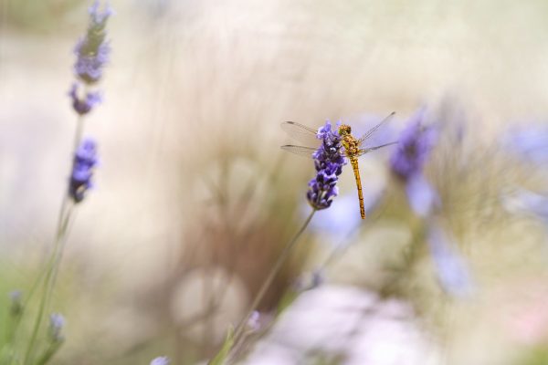 Freshly Minted Governance Codes