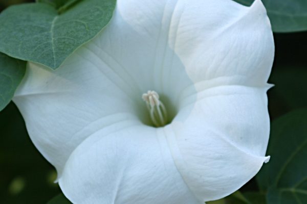 Regional Politics in India: An Examination of Recent Trends