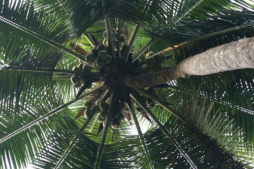 Kerala Panchayat Polls Foster Transparency