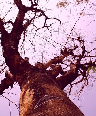 Kerala Panchayat Polls Witnessing Increased Youth Participation Rates