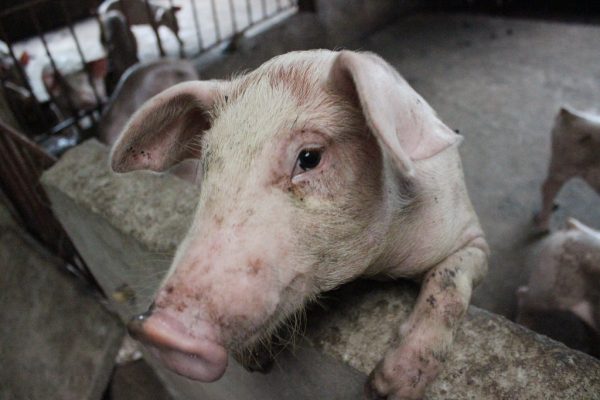 Nagaland Government Supports Football Infrastructure Development