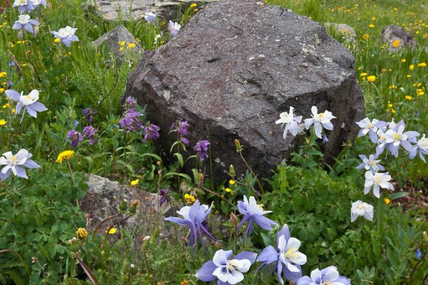 Fresh Perspectives Surround Saurav Ganguly