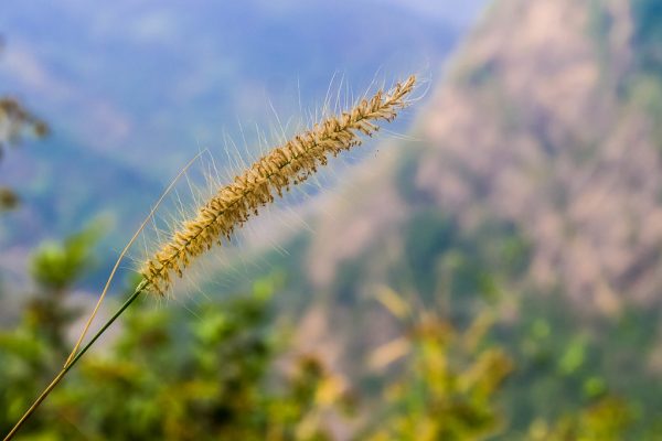 Karnatakas Rural Voters Shift Towards BJP Candidates