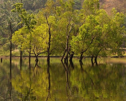 Kerala Panchayat Polls Witness Increase Voter Turnout