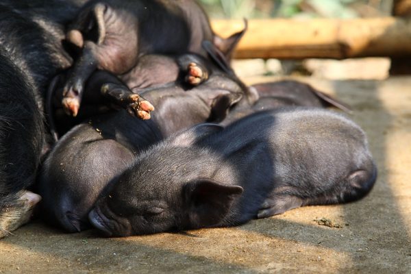 Nagaland Civic Bodies Election Outcome Reveals Shifts