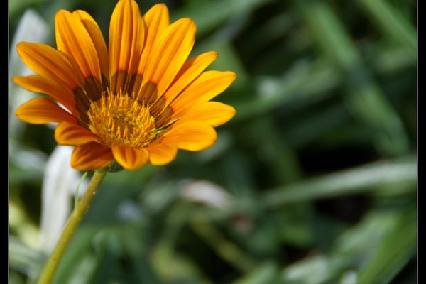 Karnataka Polls Witness Significant Increase Voter Turnout