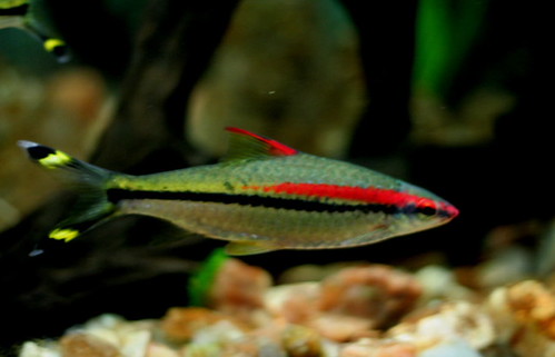 Kerala Grassroots Campaigns Gain Momentum Slowly