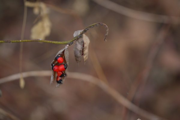 Gujarati Voters Decide Fate