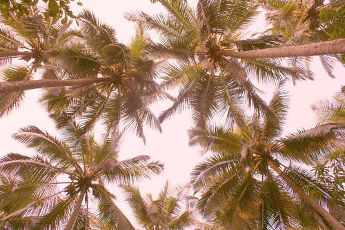 Kerala Panchayats Spearheading Innovative Waste Management Initiatives Successfully